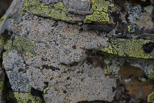 aiuto clasificazione 1